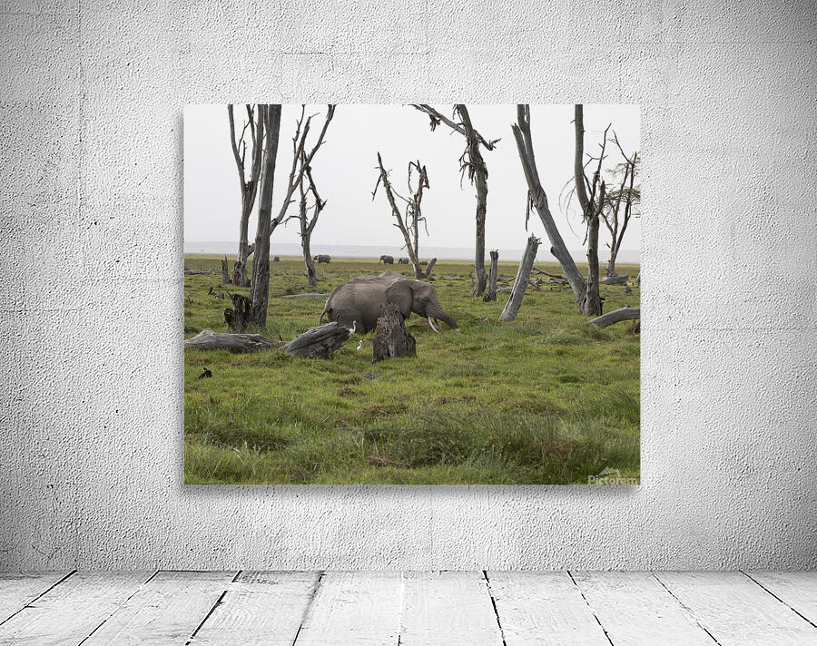 Elephant Amboseli National Park Kenya Wall Preview