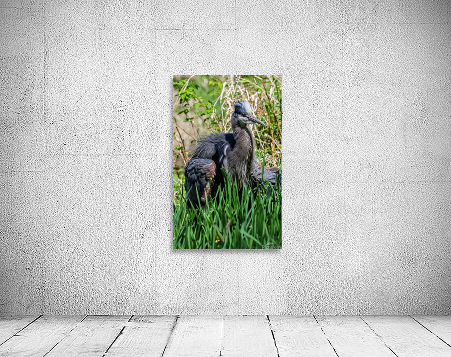 Great Blue Haron 2 Wall Preview