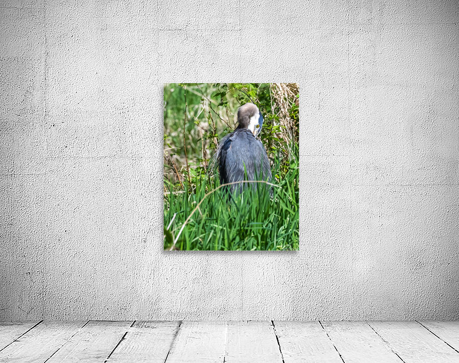 Great Blue Haron Wall Preview