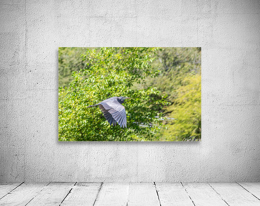 rifel bird sanctuary Wall Preview