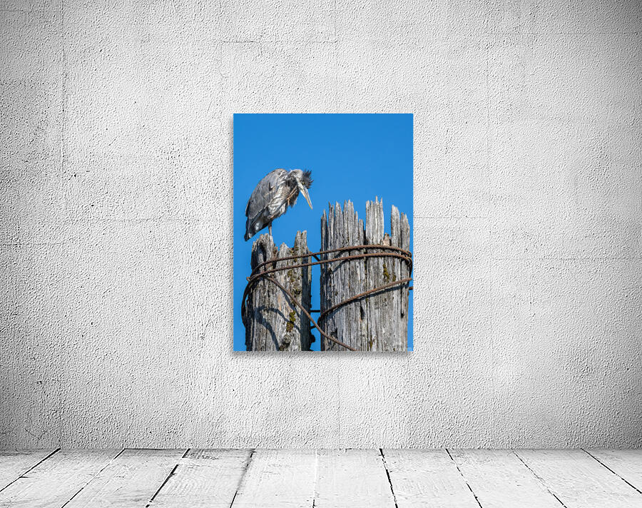 Great Blue Haron Fraser River Fort Langley  Wall Preview