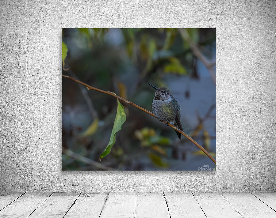 Rufous Hummingbird 3 Wall Preview
