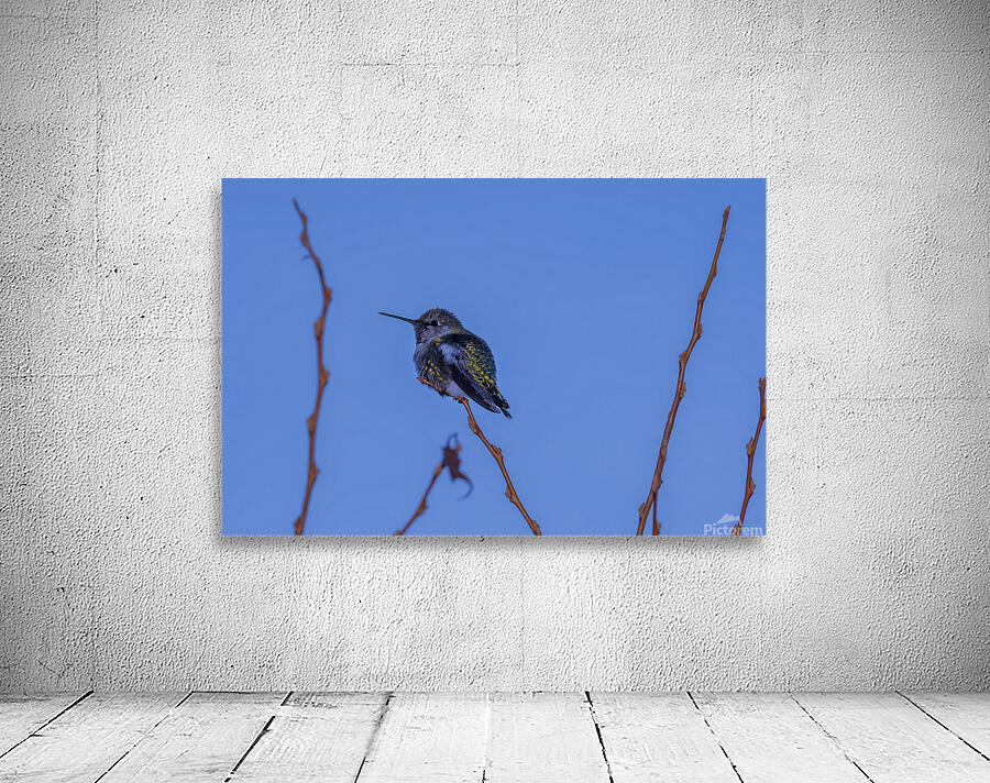 Rufous Hummingbird Wall Preview