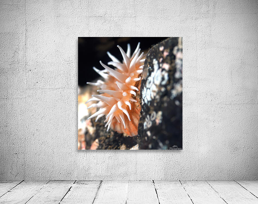 Fish eating anemone Mukilteo Washington USA Wall Preview