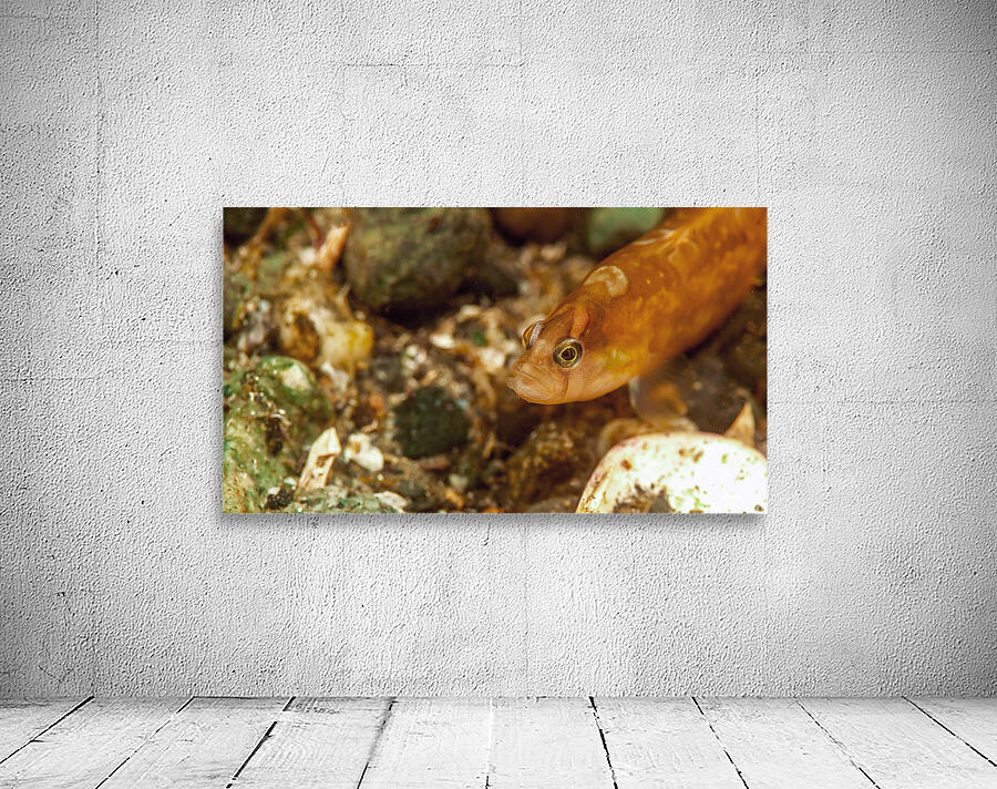 Gunnel Mukilteo Washington USA Wall Preview