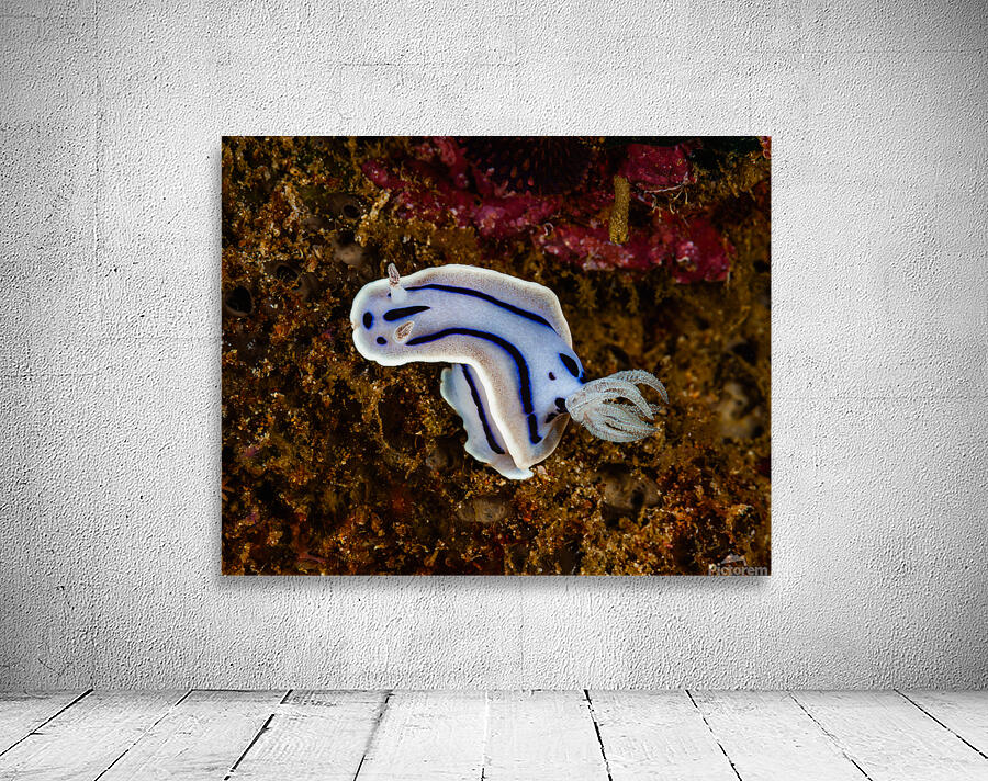 Willan s Chromodoris Nudibranch Mukilteo Washington USA Wall Preview