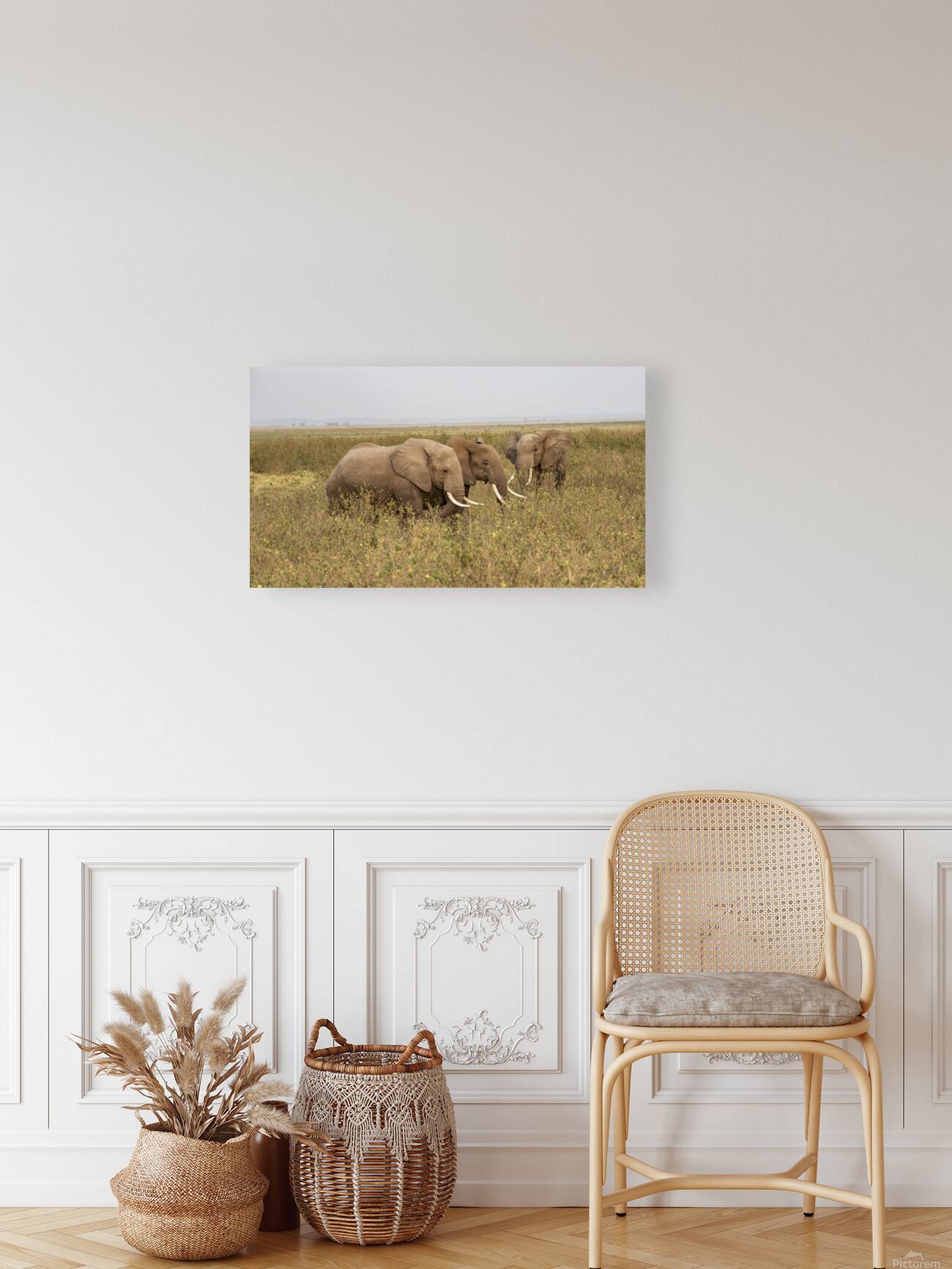 African Elephants Amboseli National Park Kenya Reproduction