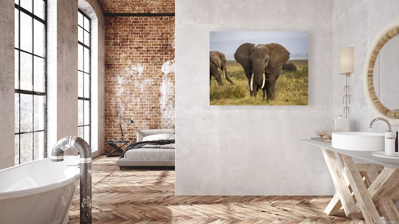 African elephant Amboseli National Park Kenya Reproduction