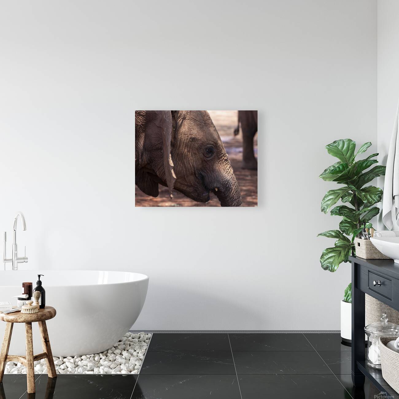 Orphaned elephants rehab center Sheldrick wildlife Reproduction