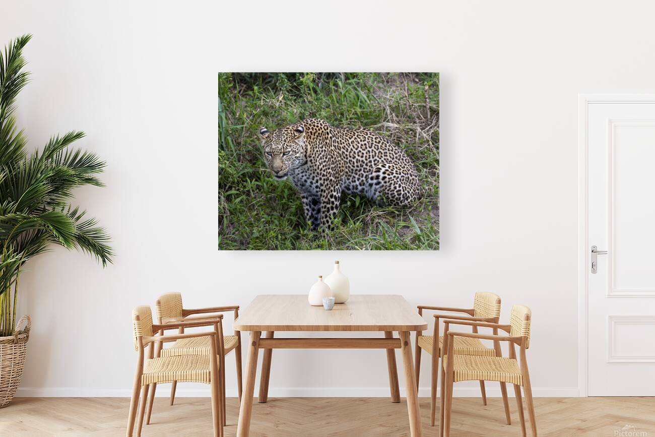 Leopard Reproduction