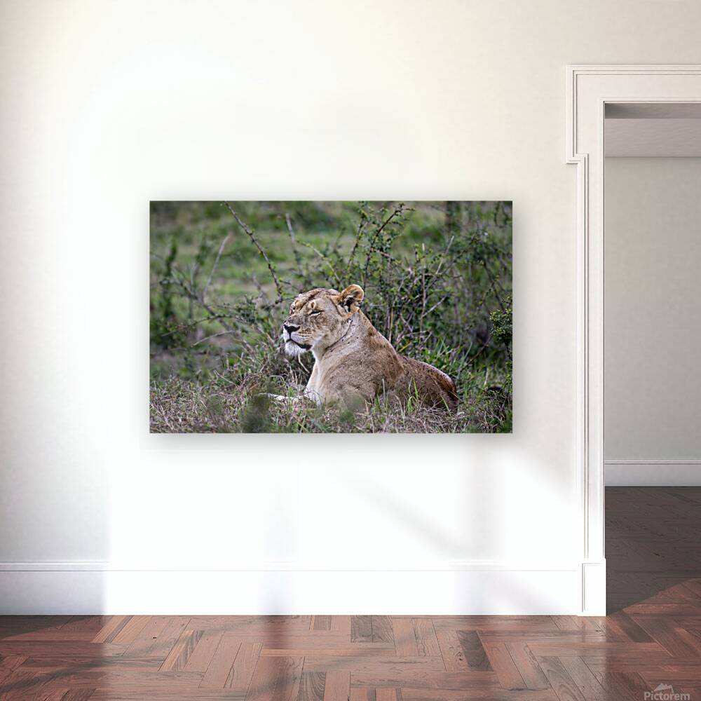 Lionness masai mara Reproduction