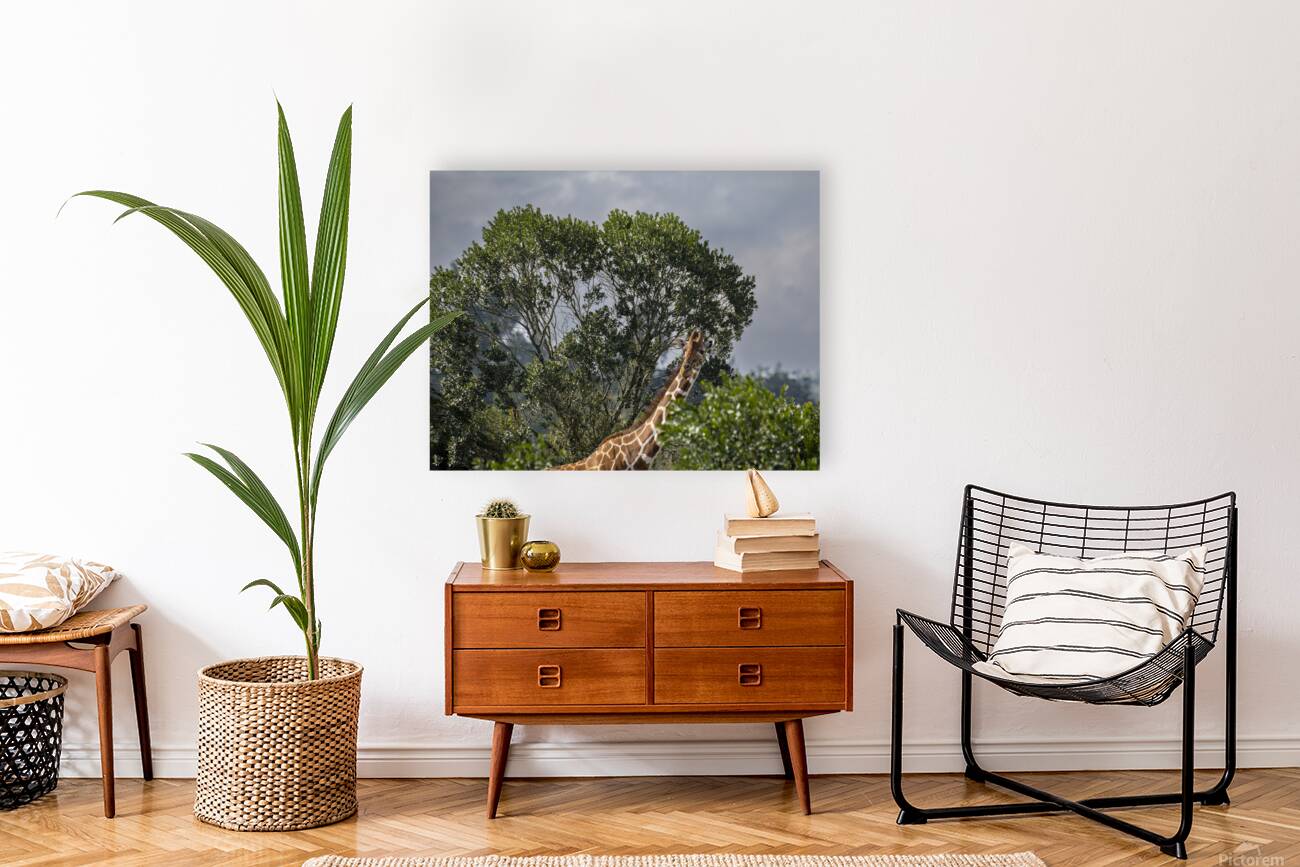 Giraffe Sweetwaters kenya Reproduction