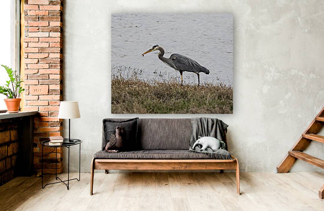 Great Blue Haron Reproduction