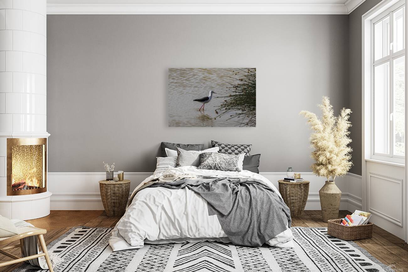 Black winged stilt Sweetwaters kenya Reproduction