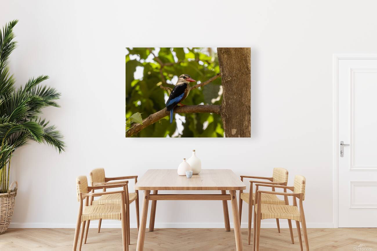 Grey headed kingfisher Amboseli National Park Kenya Reproduction