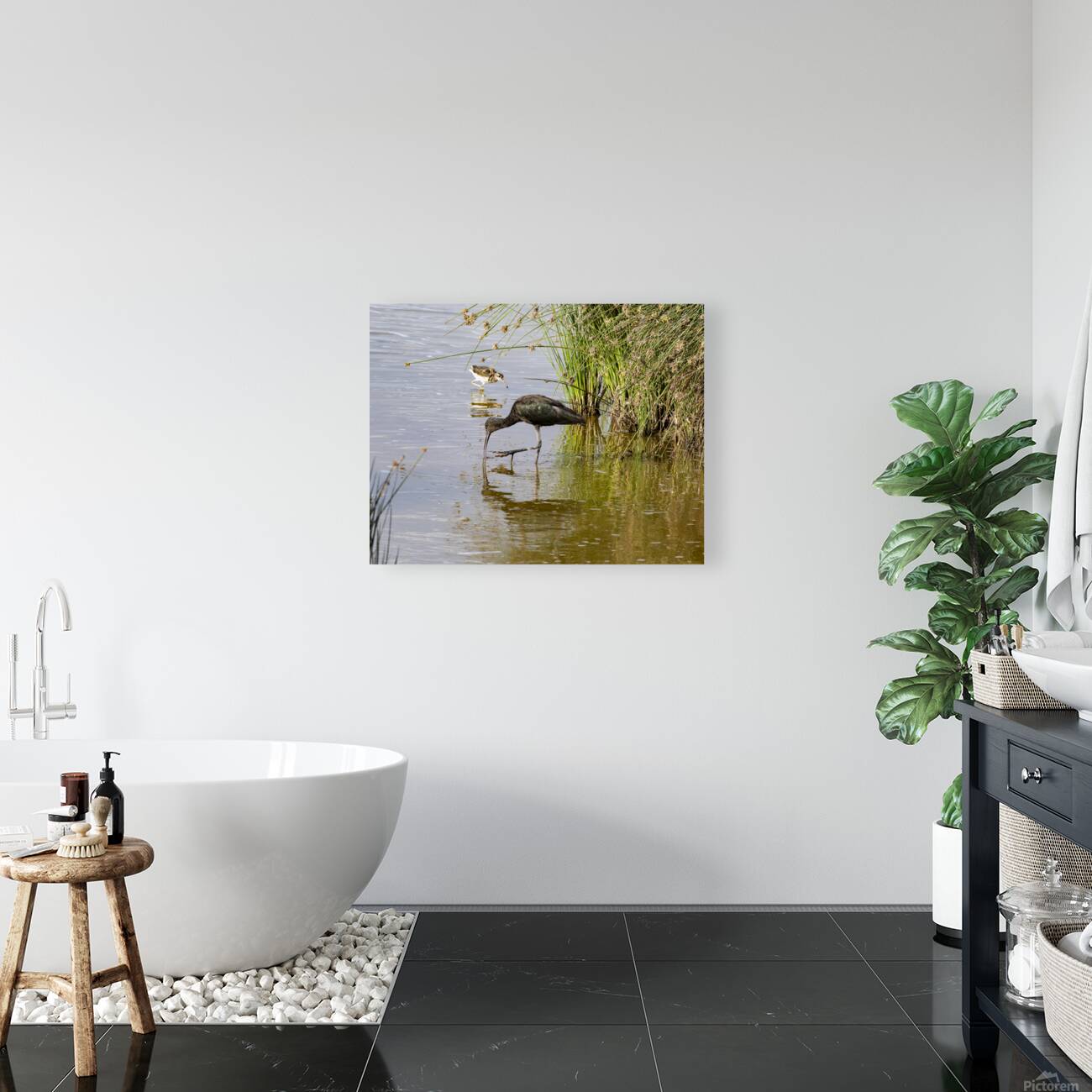 White faced Ibis Sweetwaters kenya Reproduction