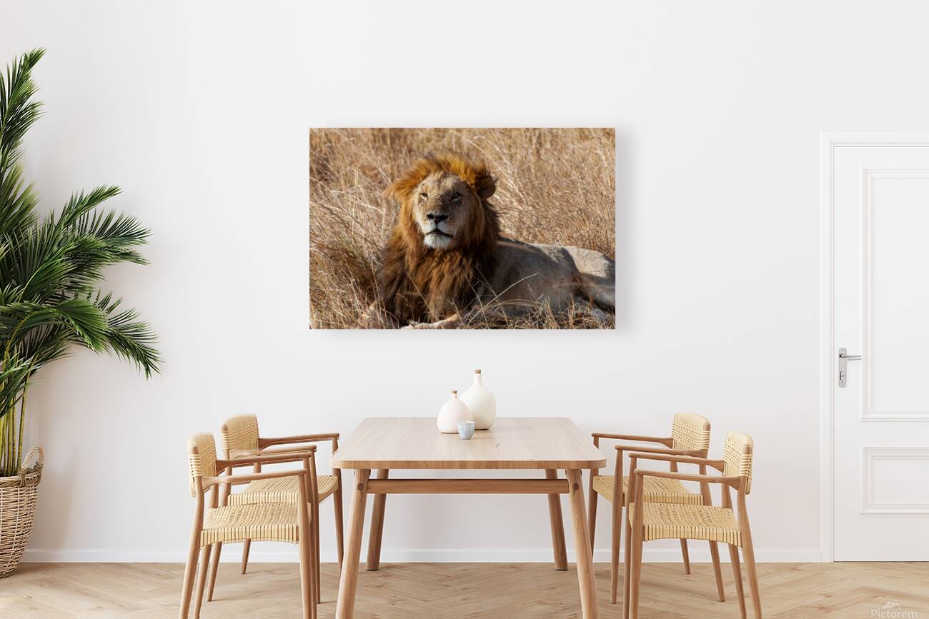 Lion Masai Mara kenya Africa Reproduction