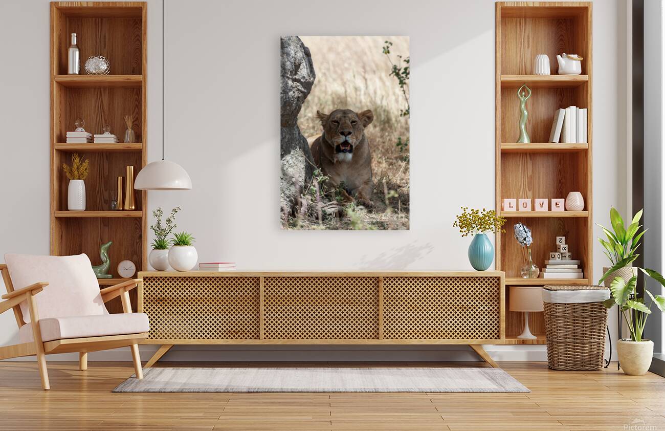 Loiness Sarengeti Africa Reproduction