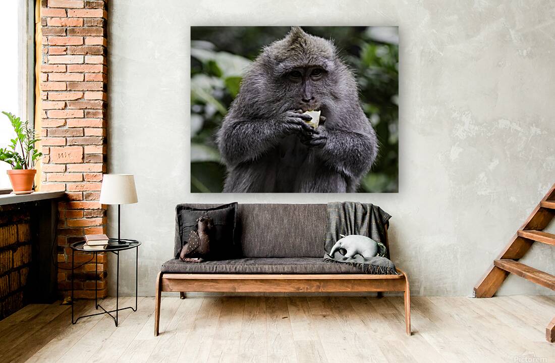 Monkey Forest Bali Reproduction