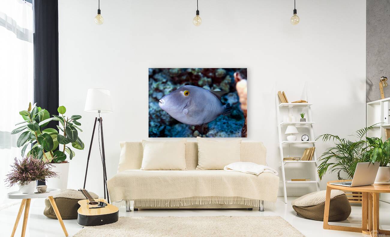 Parrot fish Reproduction