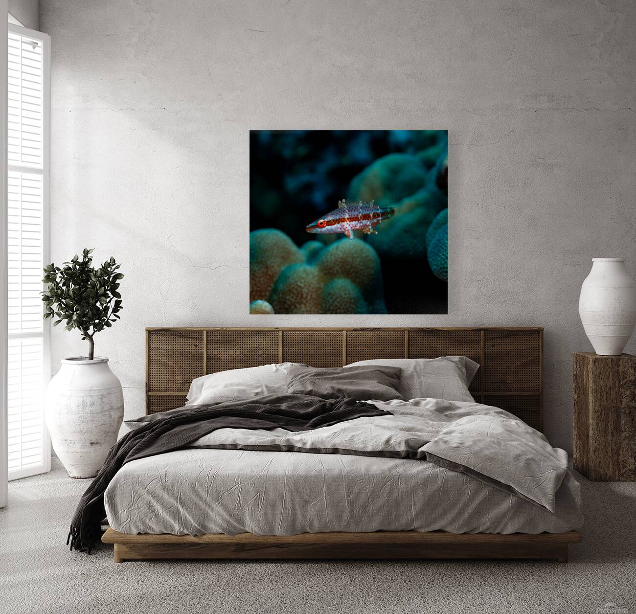 Speckled Maori Wrasse Milolii dock Kona Hawaii Reproduction