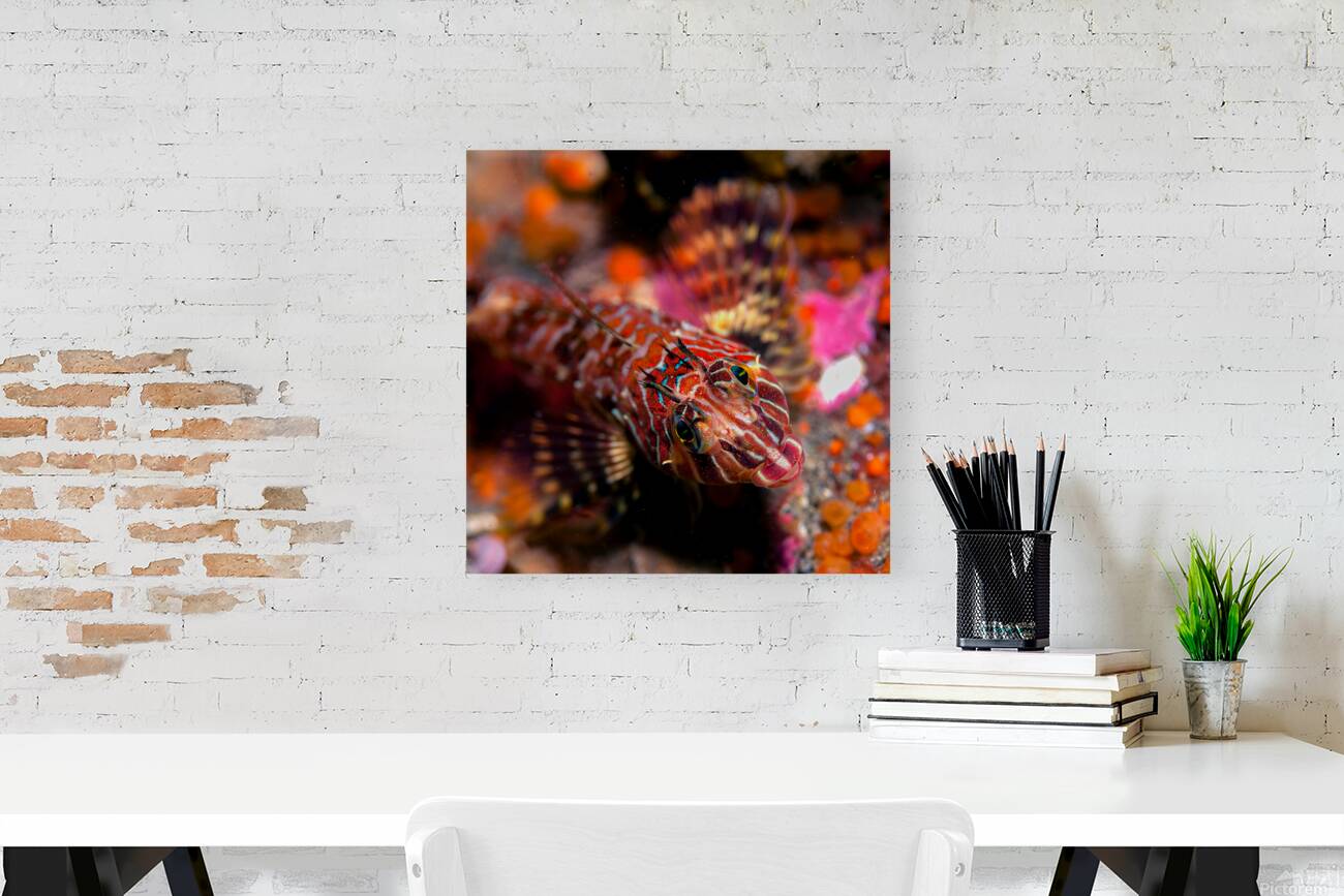 Longfin sculpin Keystone jetty Washington state Reproduction