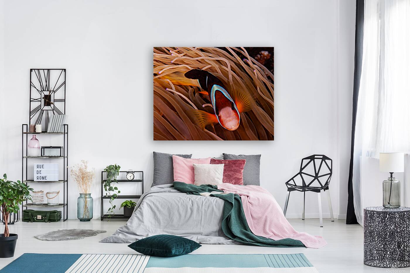 Clown Fish Philippines Reproduction