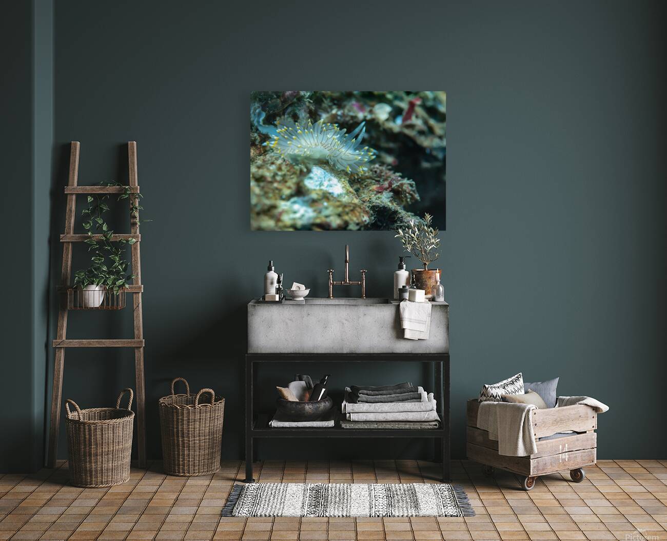 White tipped nudibranch Reproduction