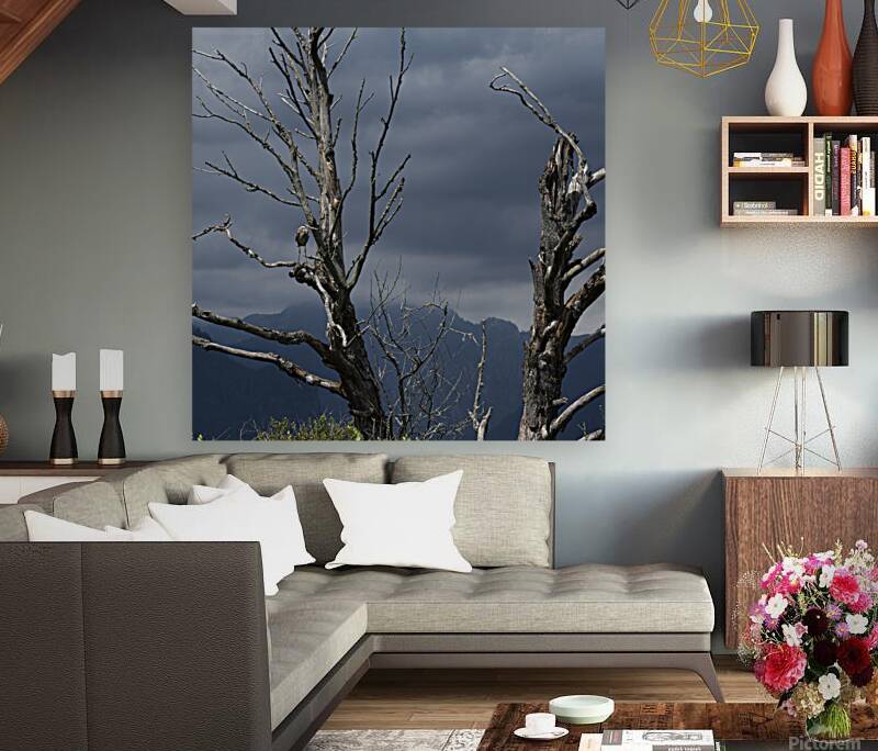 Blue haron pitt lake B.C Reproduction