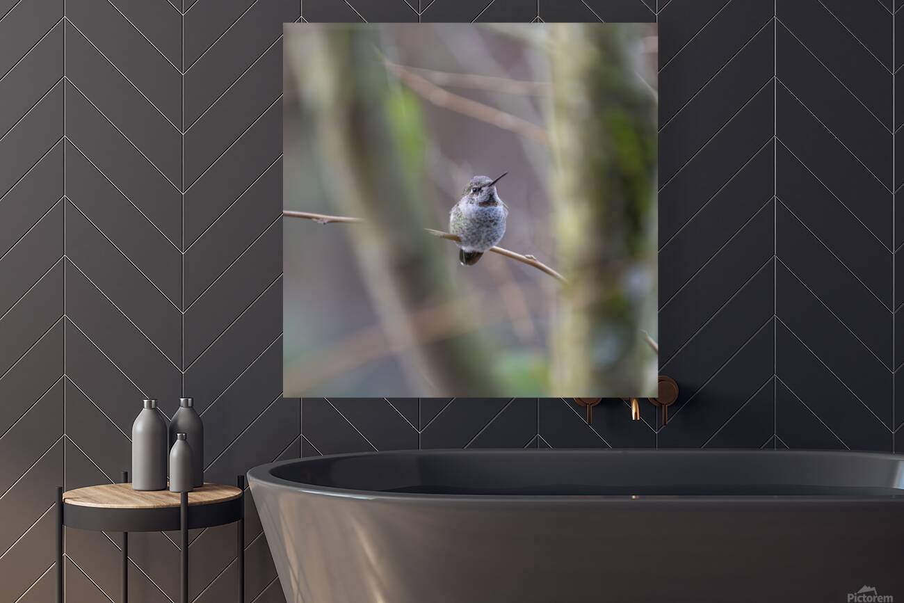 Anns Hummingbird  Fort Langley  Reproduction