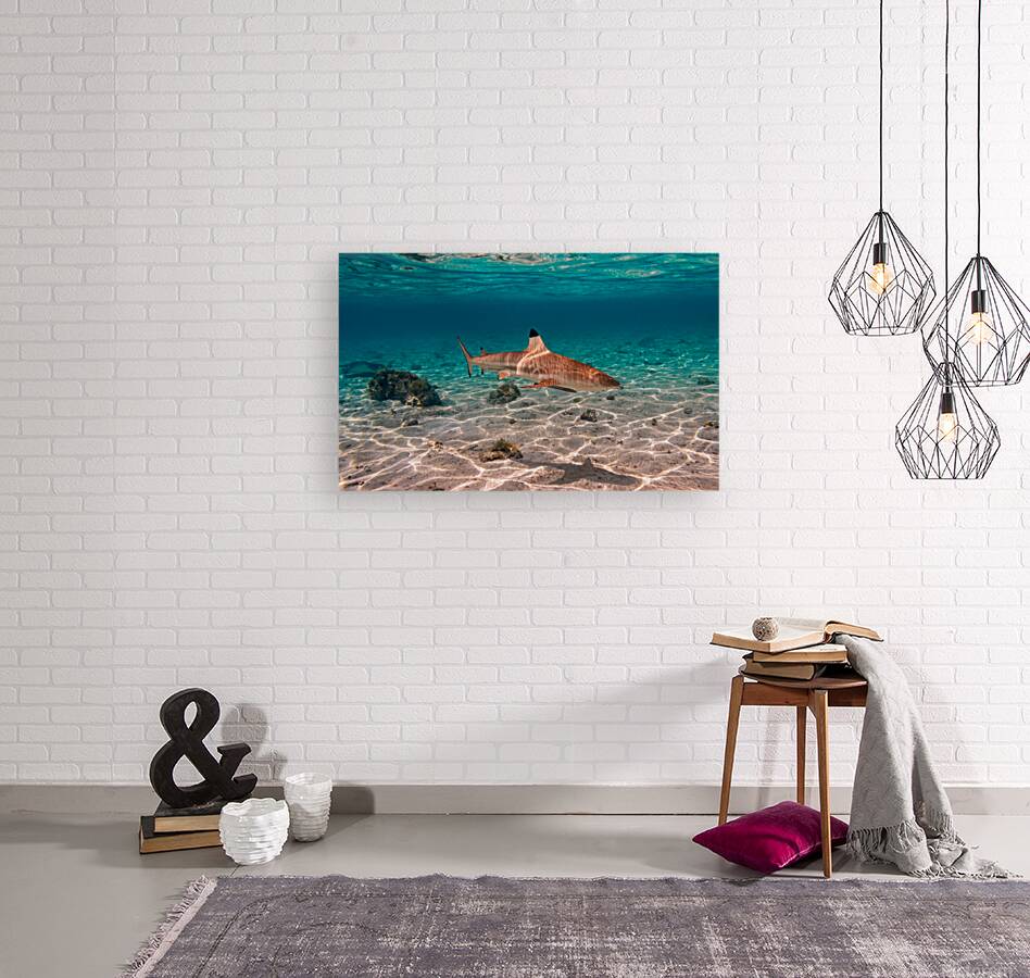 Black Tip Shark 2 Reproduction