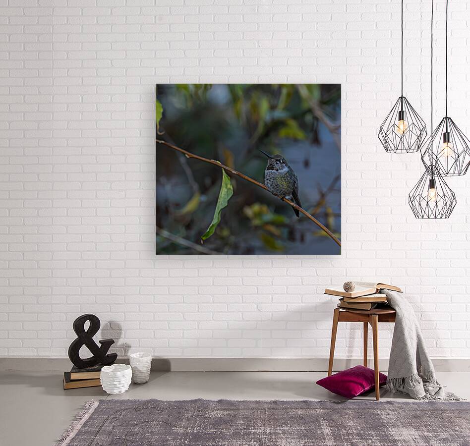 Rufous Hummingbird 3 Reproduction