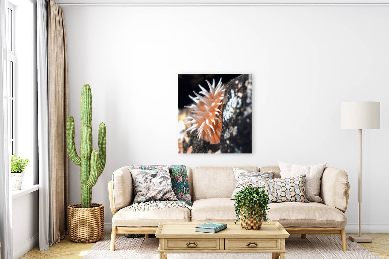 Fish eating anemone Mukilteo Washington USA Reproduction