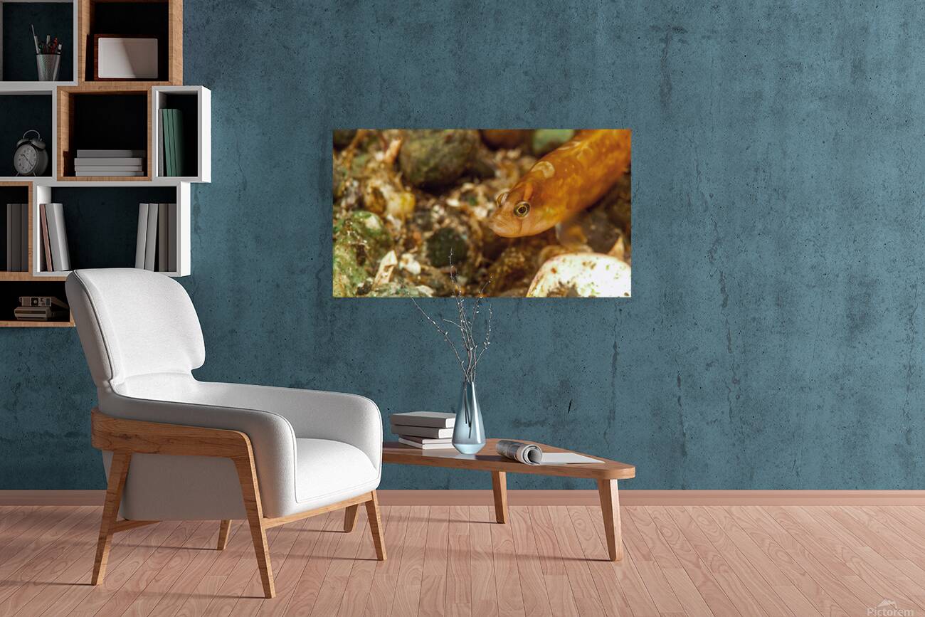 Gunnel Mukilteo Washington USA Reproduction