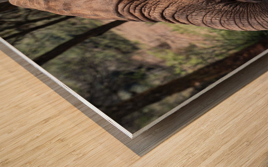 Orphaned elephants rehab center Sheldrick wildlife Wood print