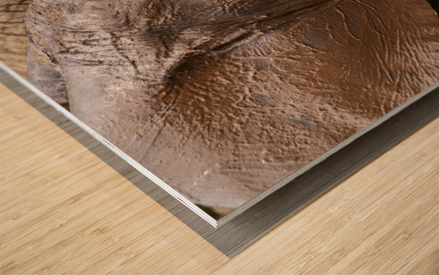 Orphaned elephants rehab center Sheldrick wildlife Wood print