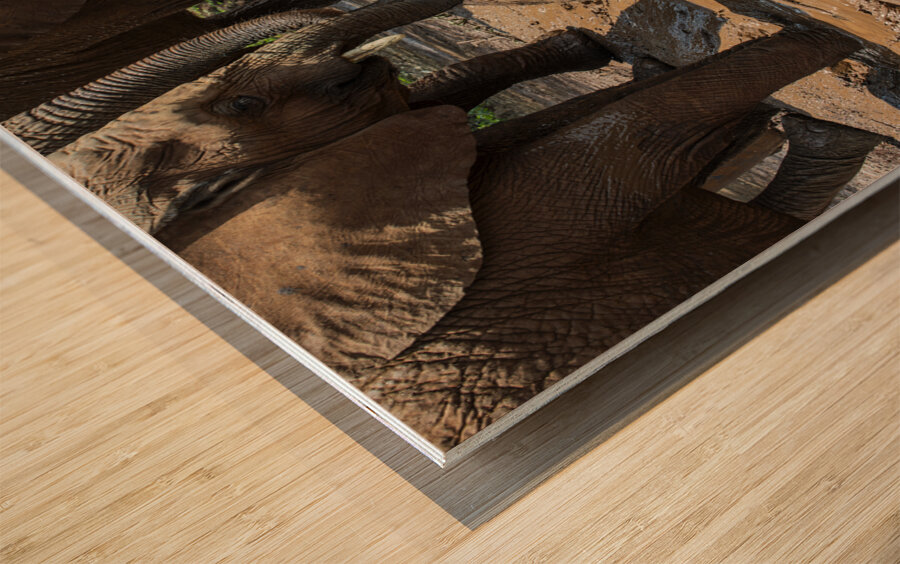 Orphaned elephants rehab center Sheldrick wildlife Wood print