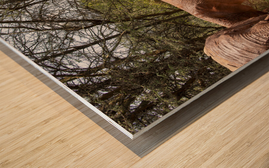 Orphaned elephants rehab center Sheldrick wildlife Wood print