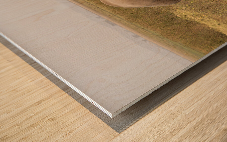 African Elephants Amboseli National Park Kenya Wood print