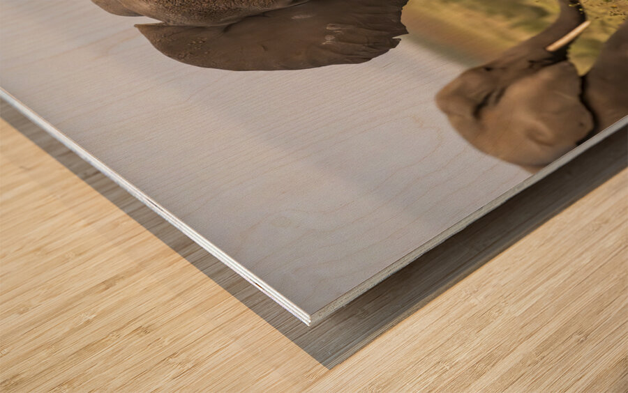 African elephant Amboseli National Park Kenya Wood print