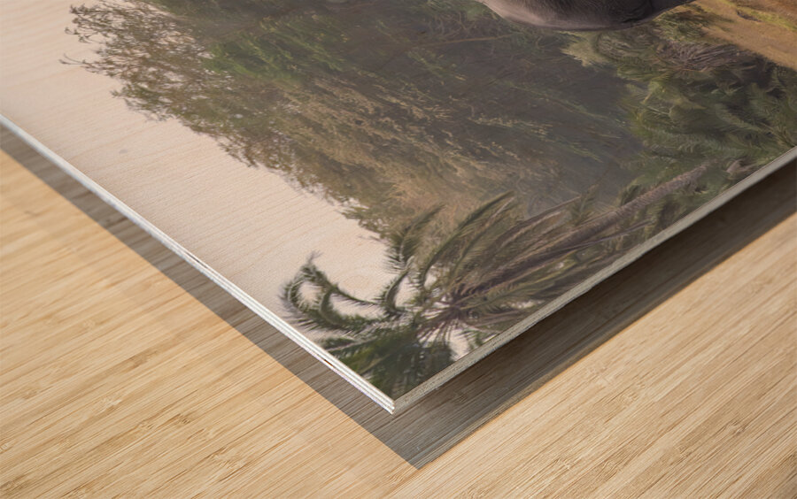  Elephants Amboseli National Park Kenya Wood print