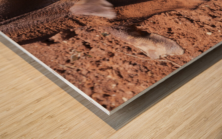 Sheldrick wildlife trust Nairobi  Wood print