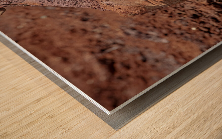 Sheldrick wildlife trust Nairobi Wood print