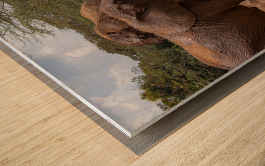 Orphaned elephants rehab center Sheldrick wildlife Wood print