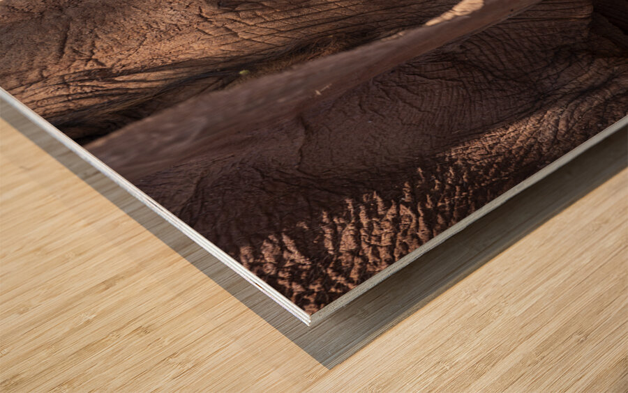 Orphaned elephants rehab center Sheldrick wildlife Wood print