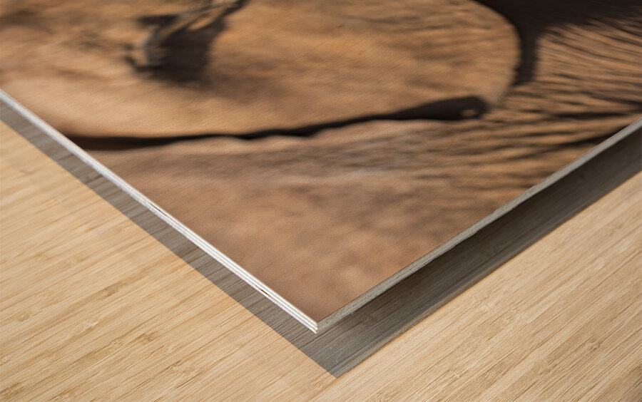 Orphaned elephants rehab center Sheldrick wildlife Wood print