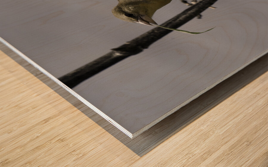 Little weaver Wood print