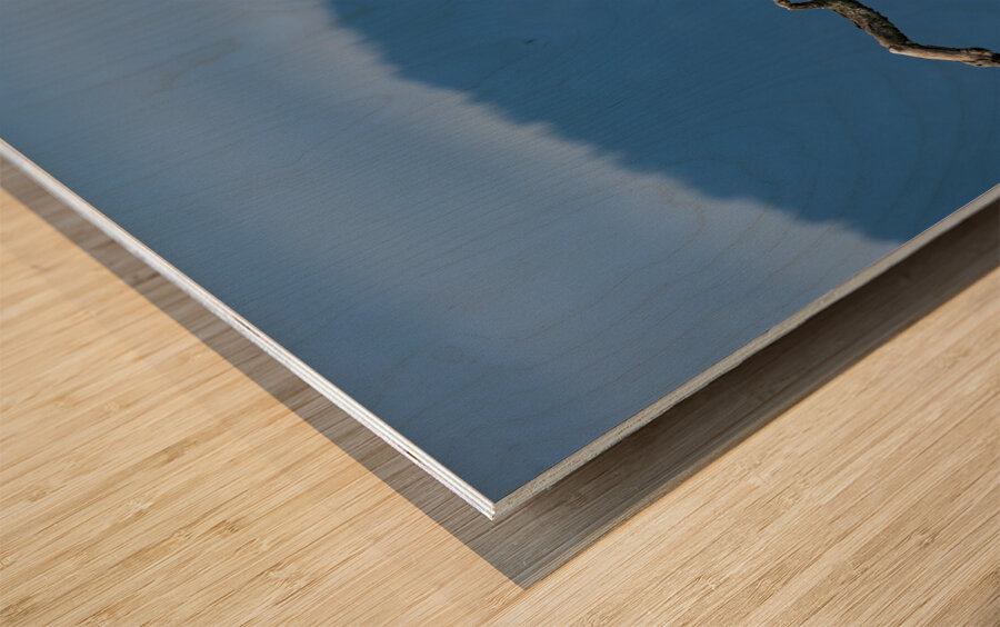 Great blue heron Pitt lake B.C Wood print