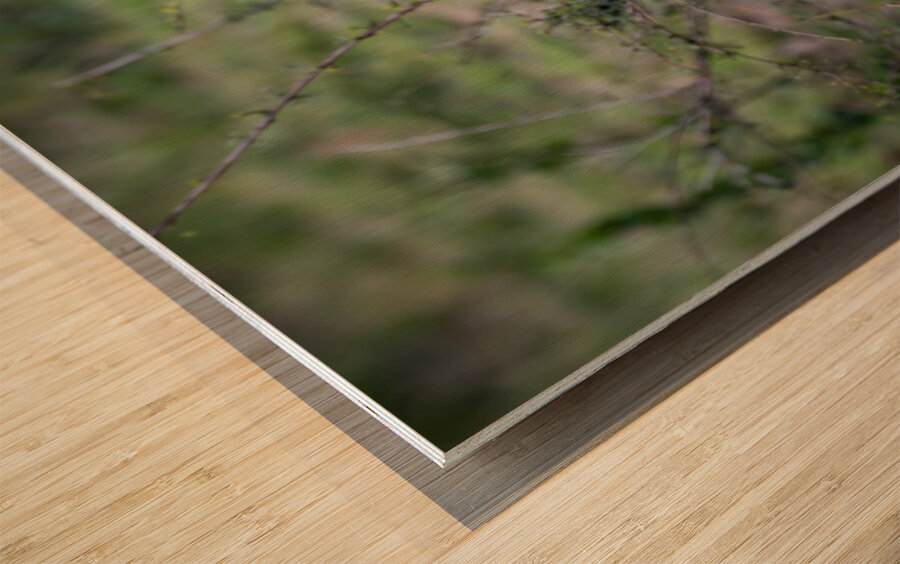 Lionness masai mara Wood print