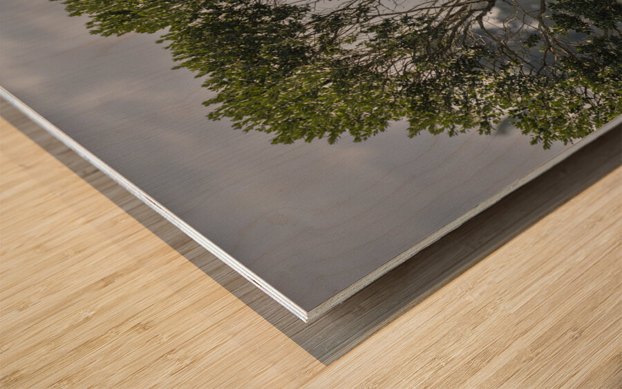 Giraffe Sweetwaters kenya Wood print